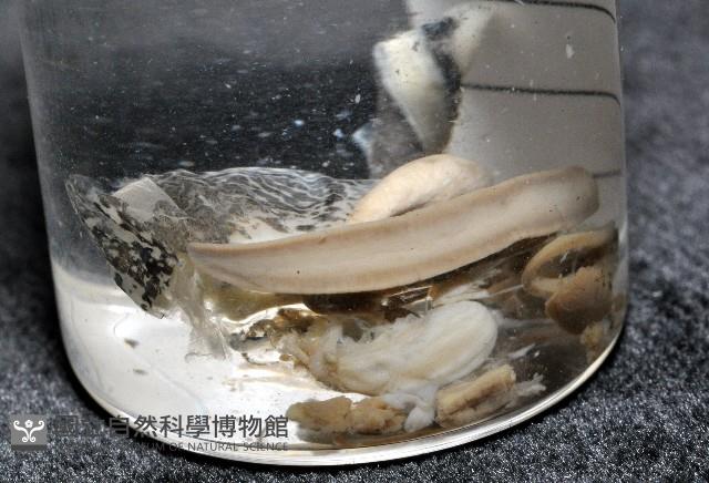 鱗高腰蝸牛(鱗菱蝸牛)藏品圖，第10張