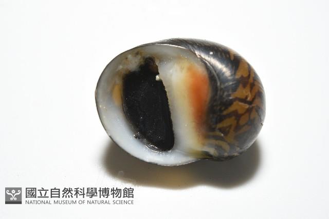 細斑蜑螺藏品圖，第10張
