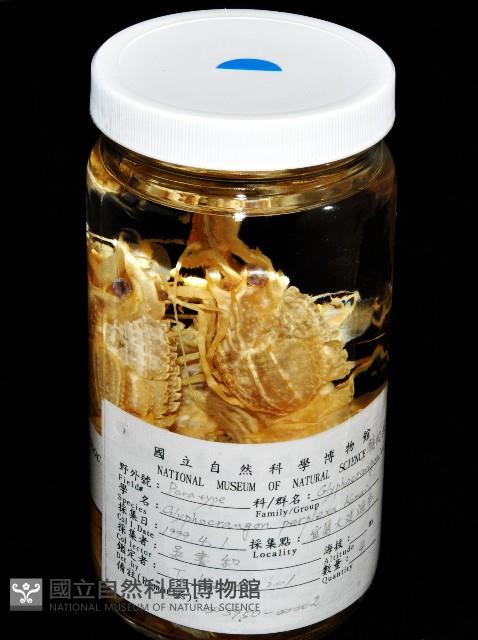 新種雕褐蝦藏品圖，第10張