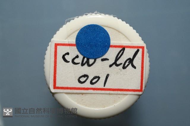 和美闊沙蠶藏品圖，第10張