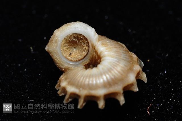 百夫長花冠螺藏品圖，第10張