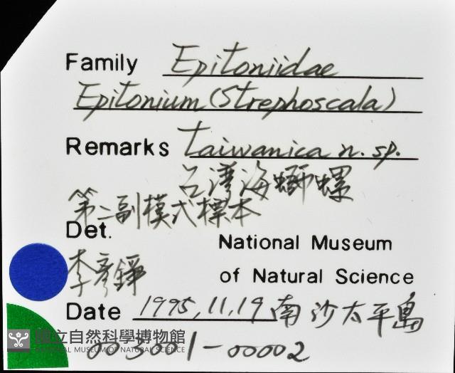 臺灣海螄螺藏品圖，第10張
