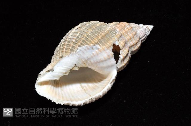 巨核螺藏品圖，第10張