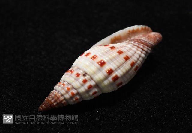 吸血蛹筆螺藏品圖，第10張