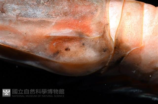 思氏不對稱鰓虱藏品圖，第10張