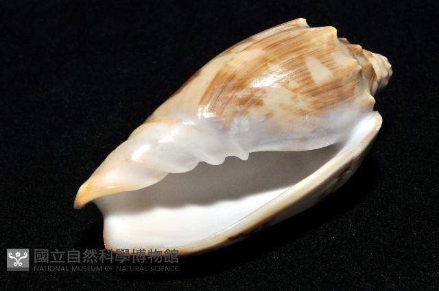 蝙蝠渦螺藏品圖，第10張
