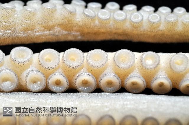 新種章魚TW45藏品圖，第10張