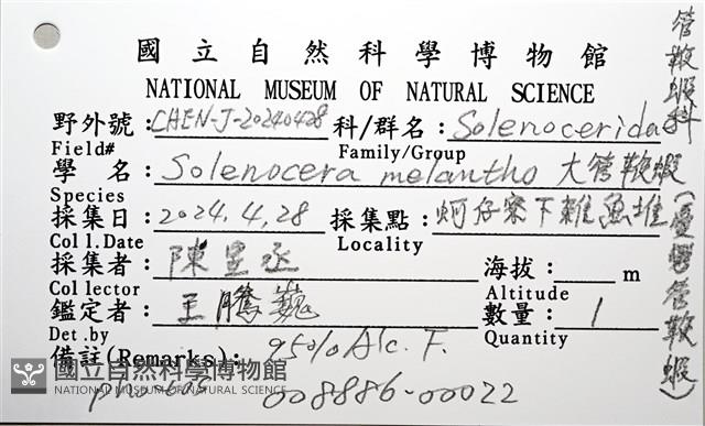 大管鞭蝦(憂鬱管鞭蝦)藏品圖，第10張
