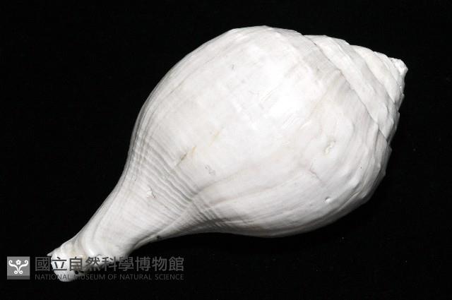 印度聖螺藏品圖，第10張