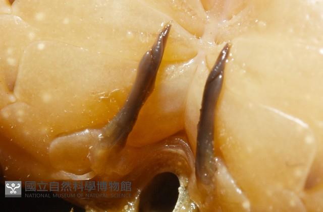 拉氏明溪蟹藏品圖，第10張