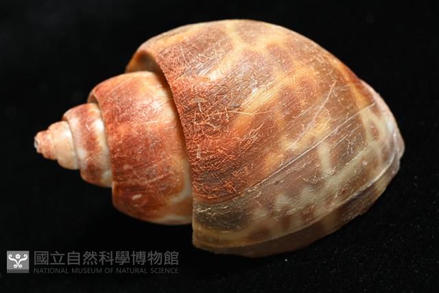深溝鳳螺藏品圖，第10張