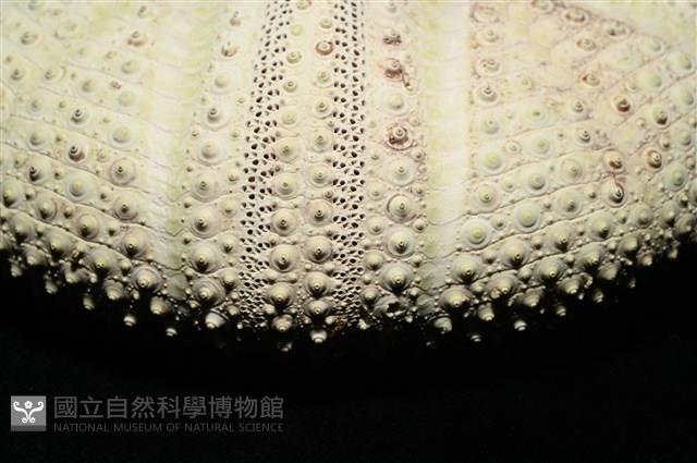 輻星肛海膽藏品圖，第10張