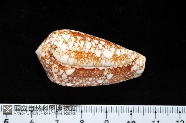 登錄號:007819-00062藏品圖，第10張