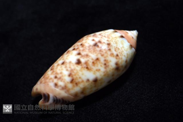 登錄號:007819-00132藏品圖，第10張