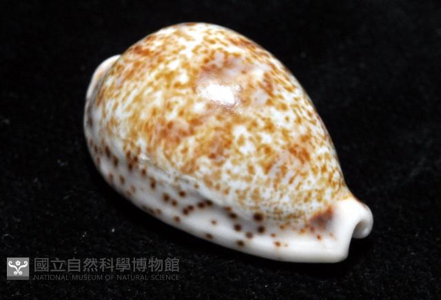 銹斑寶螺藏品圖，第10張