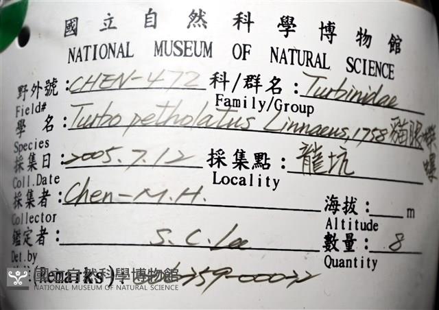 貓眼蠑螺藏品圖，第10張