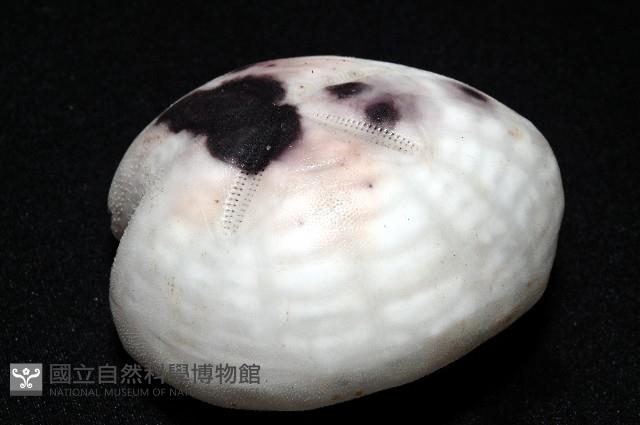 心形緣帶海膽藏品圖，第10張