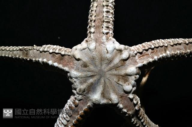 鞭枝蛇尾藏品圖，第20張