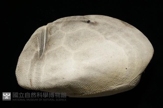 脊背壺海膽藏品圖，第20張