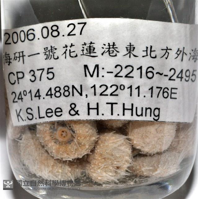 艾氏鋸海膽藏品圖，第20張