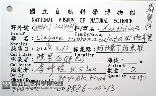 紅斑斗蟹藏品圖，第20張