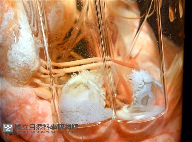 未知種擬對蝦蝦虱藏品圖，第20張