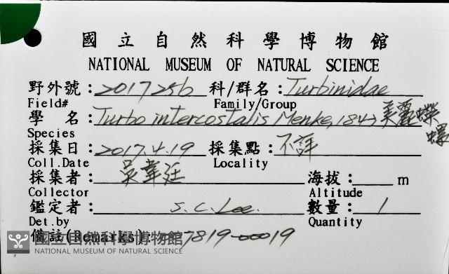 美麗蠑螺藏品圖，第20張