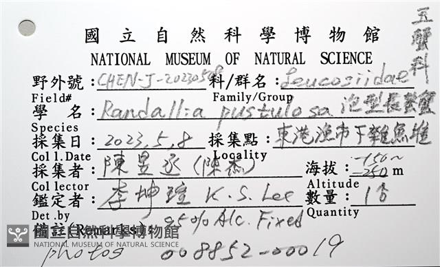 泡粒長螯蟹藏品圖，第20張