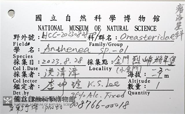 未知種花瘤海星 sp. 01藏品圖，第20張