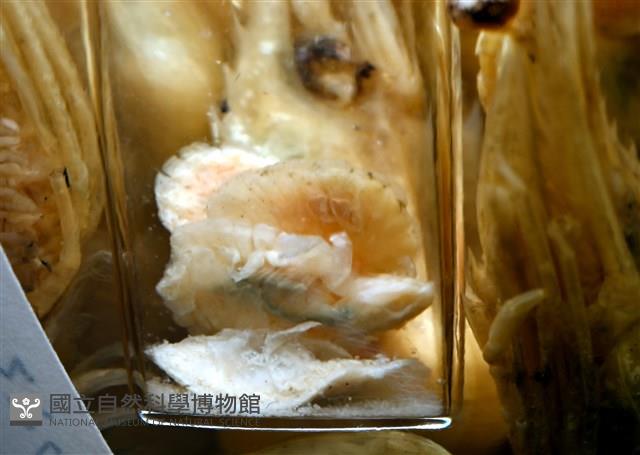 思氏不對稱鰓虱藏品圖，第20張
