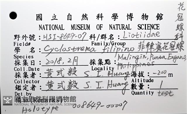 菲律賓花冠螺藏品圖，第20張