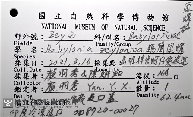 錫蘭鳳螺藏品圖，第20張