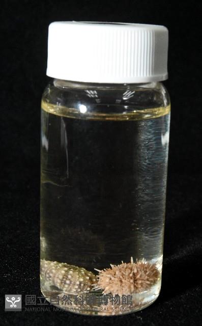 疣裸海膽藏品圖，第20張