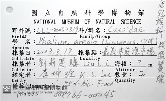 棋盤鬘螺藏品圖，第20張