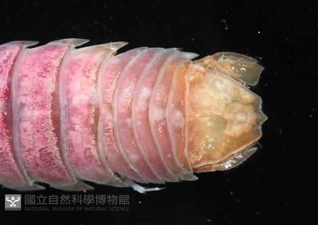 未知種羅司水虱藏品圖，第20張