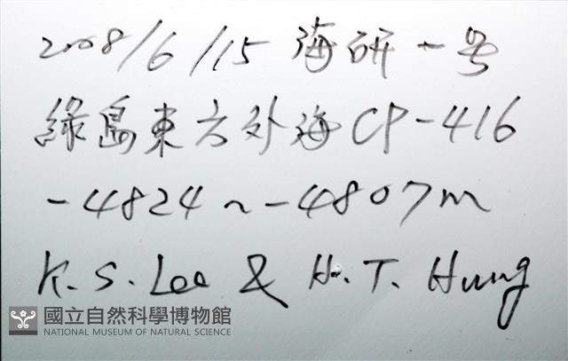 未知種開曼海星藏品圖，第20張