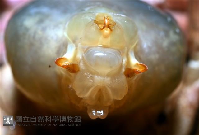 九齒扇蝦藏品圖，第20張