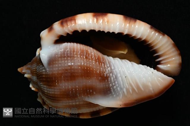 布紋鬘螺藏品圖，第20張