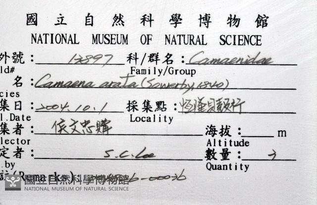 南亞蝸牛之一種藏品圖，第20張