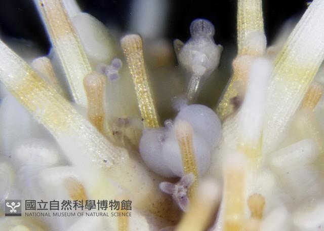 疣裸海膽藏品圖，第20張