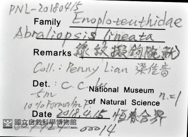 線紋擬鉤腕魷藏品圖，第20張