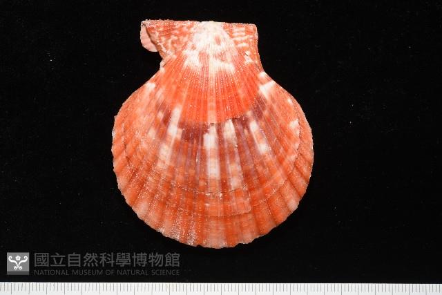 高貴海扇蛤藏品圖，第20張