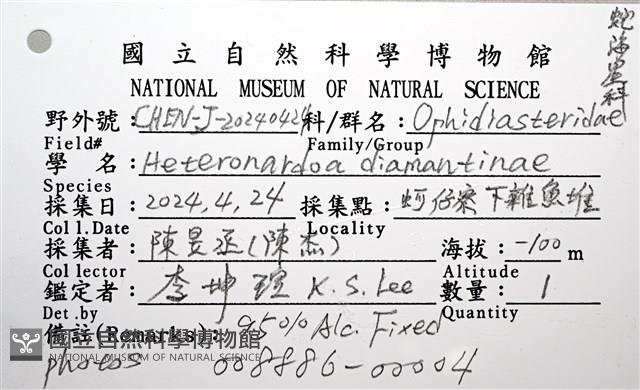 鑽石異瘤蛇海星(暫譯)藏品圖，第20張
