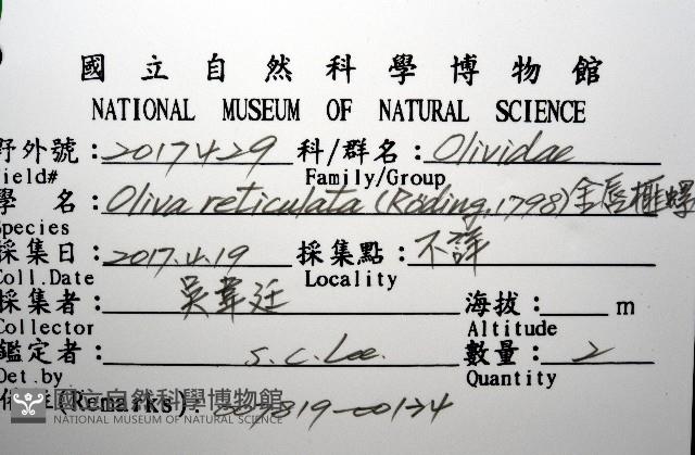 金唇榧螺藏品圖，第20張