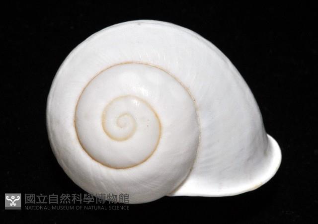 未知種光澤蝸牛藏品圖，第20張