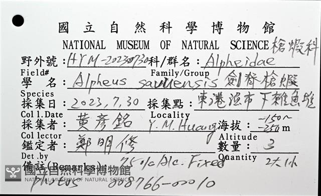 劍脊槍蝦藏品圖，第20張