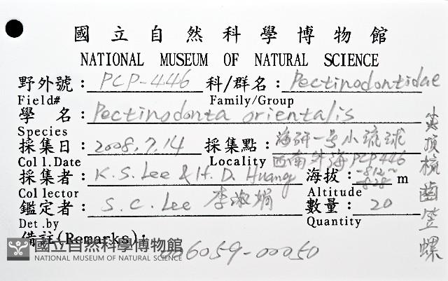 尖頂梳齒笠螺藏品圖，第20張