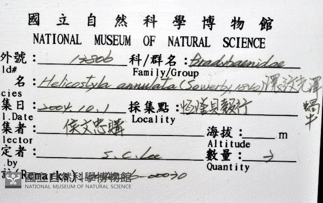 環紋光澤蝸牛藏品圖，第20張