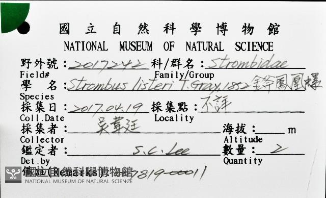 金斧鳳凰螺藏品圖，第20張