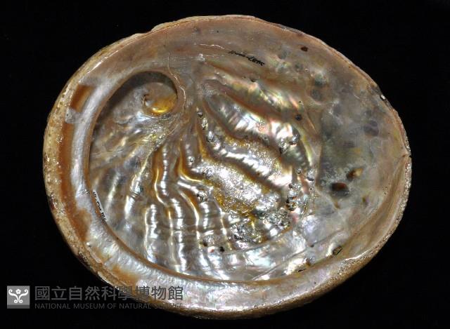 赤金鮑螺藏品圖，第20張